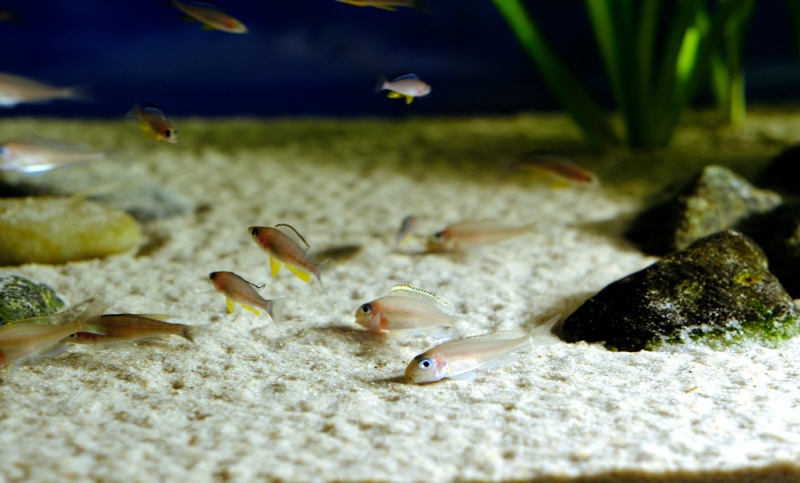 Xenotilapia nasus 'Chituta Bay'